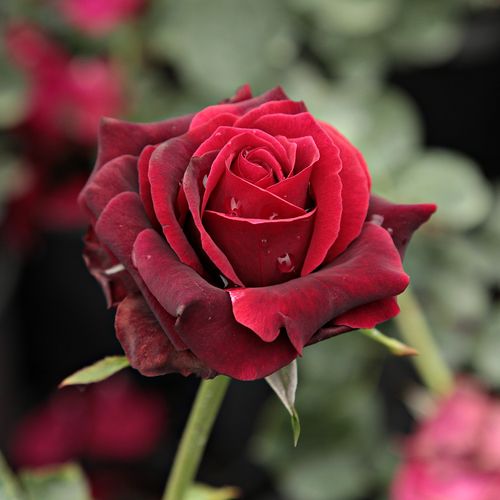 Vendita, rose, online Rosa Magia Nera™ - rosso - rose ibridi di tea - rosa dal profumo discreto - Maurice Combe - Decorativi fiori rosso scuro, appare bene in gruppi. Colori profondi, neri nella fase del germoglio, fragranti